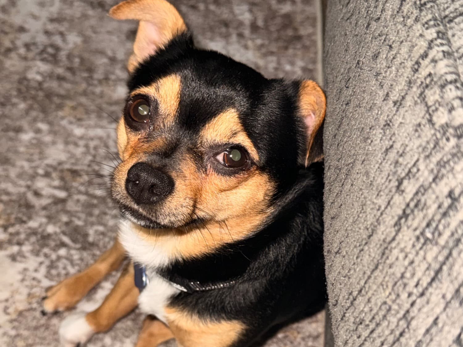 Chihuahua 2 years old male small named Jersey for breeding in Cape Coral, Florida | Petmeetly