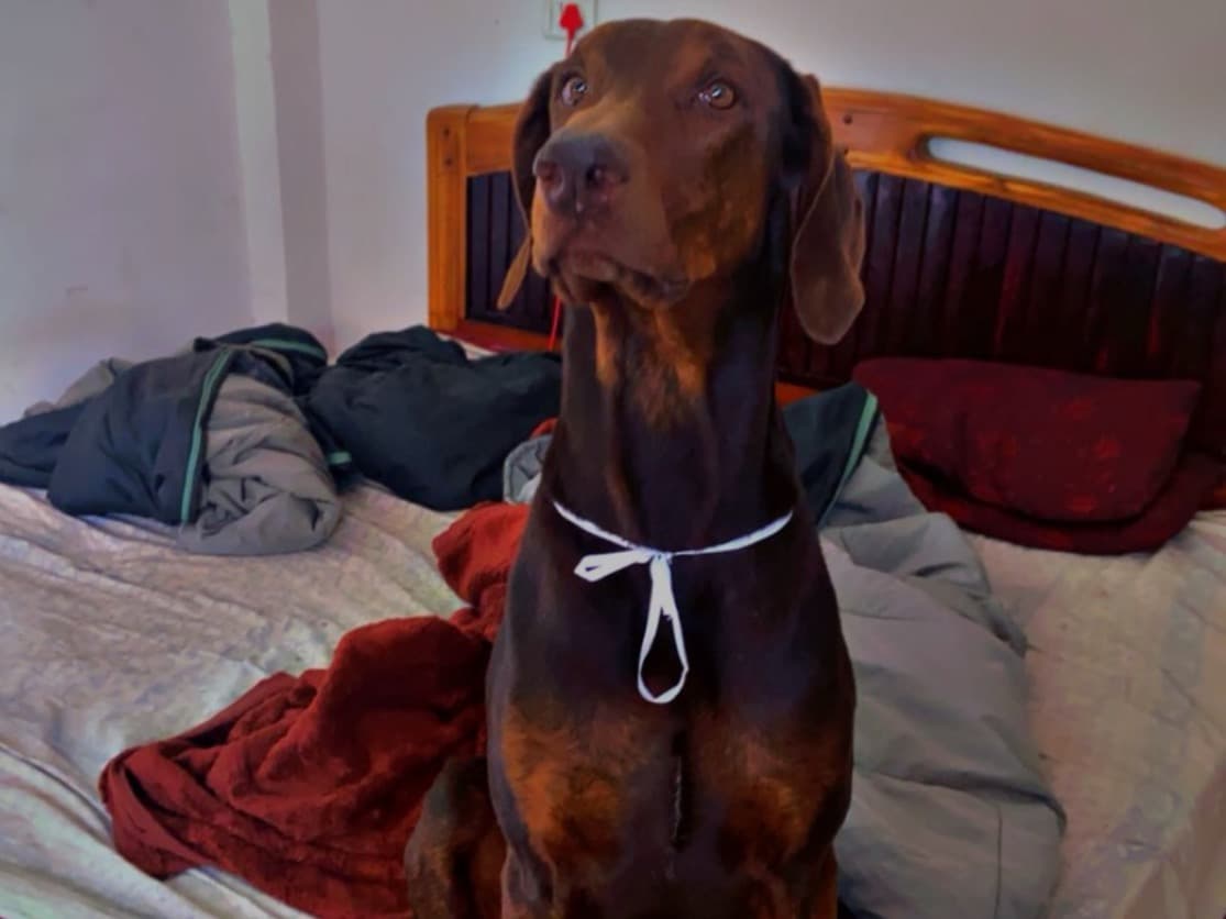 Doberman 4 years 4 months old male large named civic for breeding in Khanwa, Uttar Pradesh | Petmeetly
