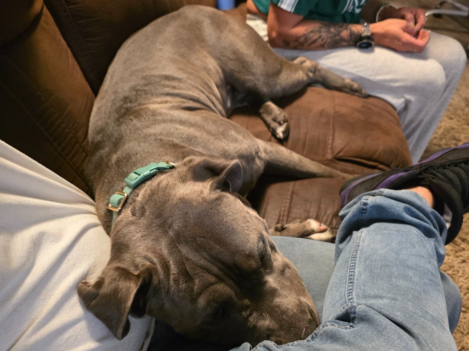 Blue nose Pitbull 2 years 2 months old male large named Jax for breeding in Watauga, Texas | Petmeetly
