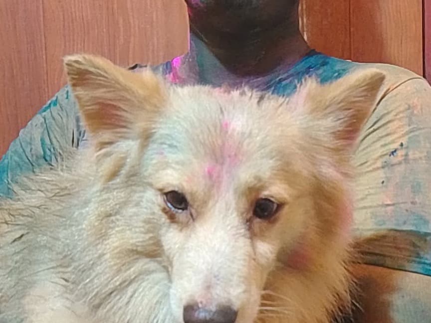 Spitz 5 years 3 months old male medium named Coco for breeding in Kolkata, West Bengal | Petmeetly