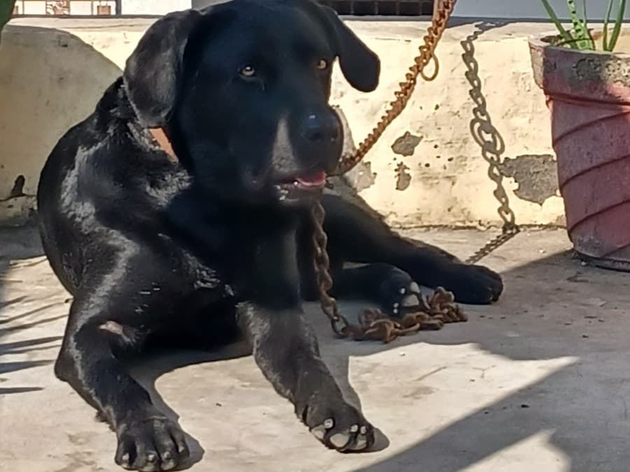 Labrador Retriever 3 years old male medium named Roxy for breeding in Ludhiana, Punjab | Petmeetly