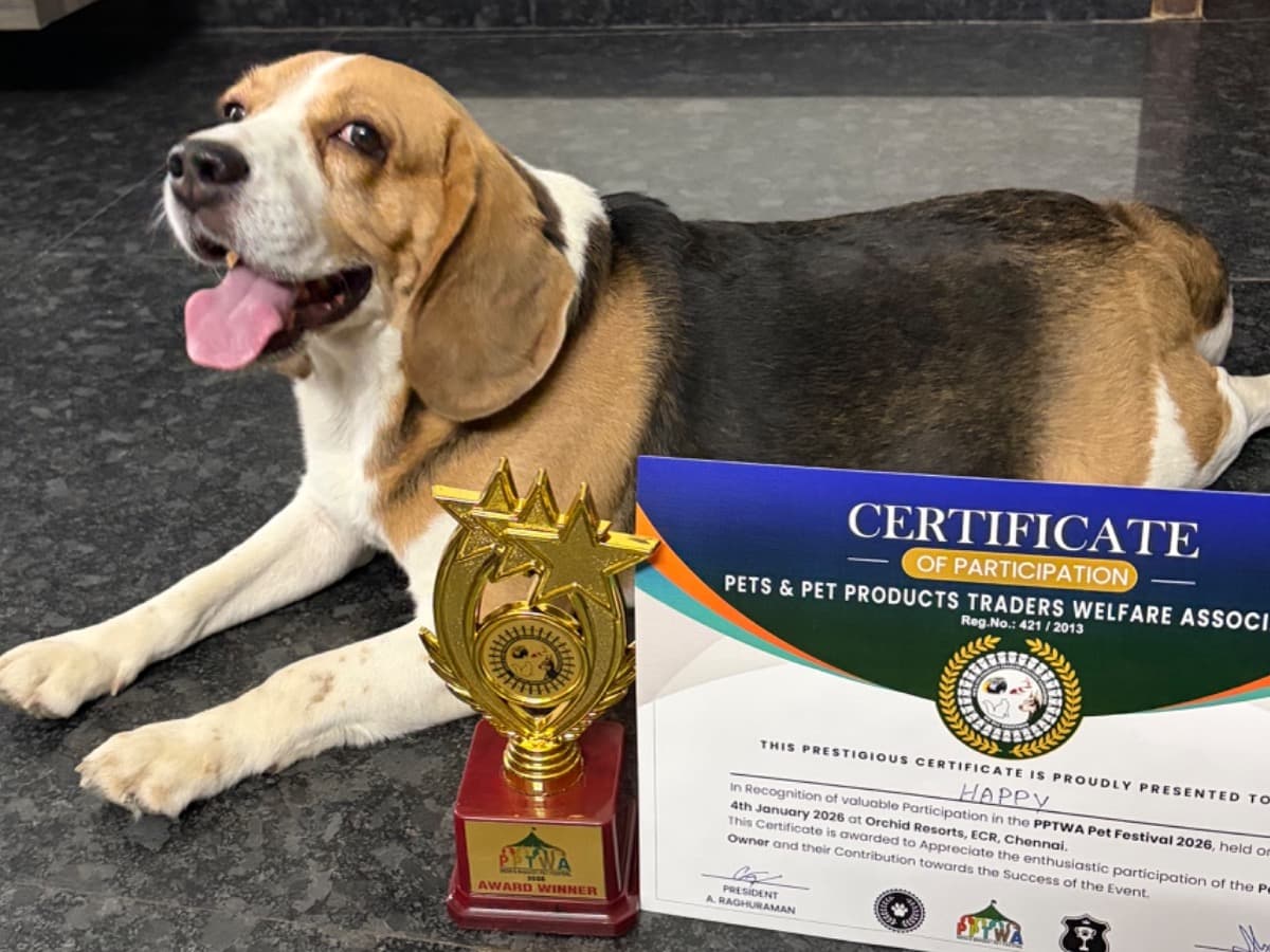 Beagle 5 years 1 month old male medium named Happy for breeding in Chennai, Tamil Nadu | Petmeetly