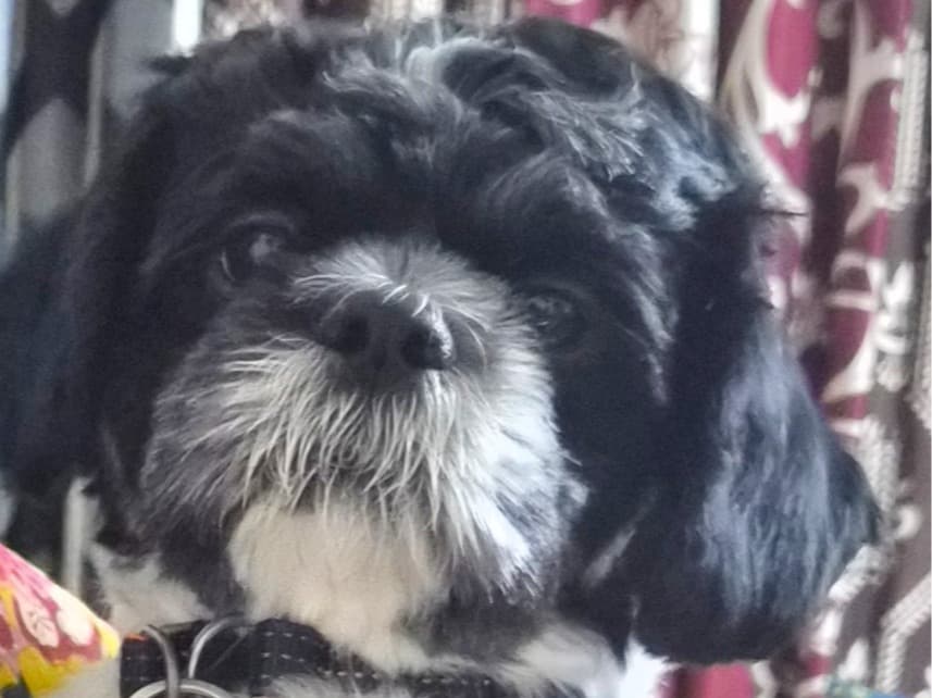 Shih Tzu 1 year 6 months old male small named Charlie for breeding in Bengaluru, Karnataka | Petmeetly