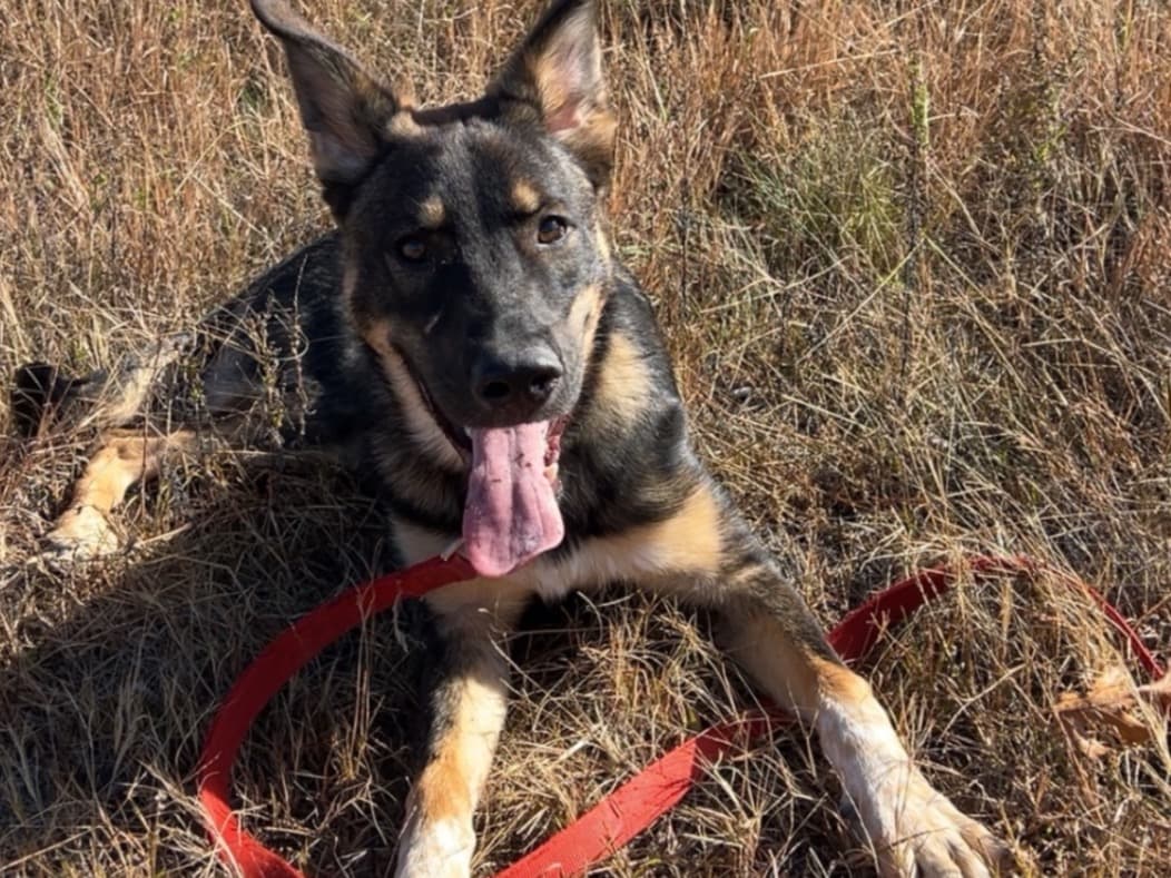 German Shepherd 1 year 1 month old male medium named Mando for breeding in Manchester, New Hampshire | Petmeetly