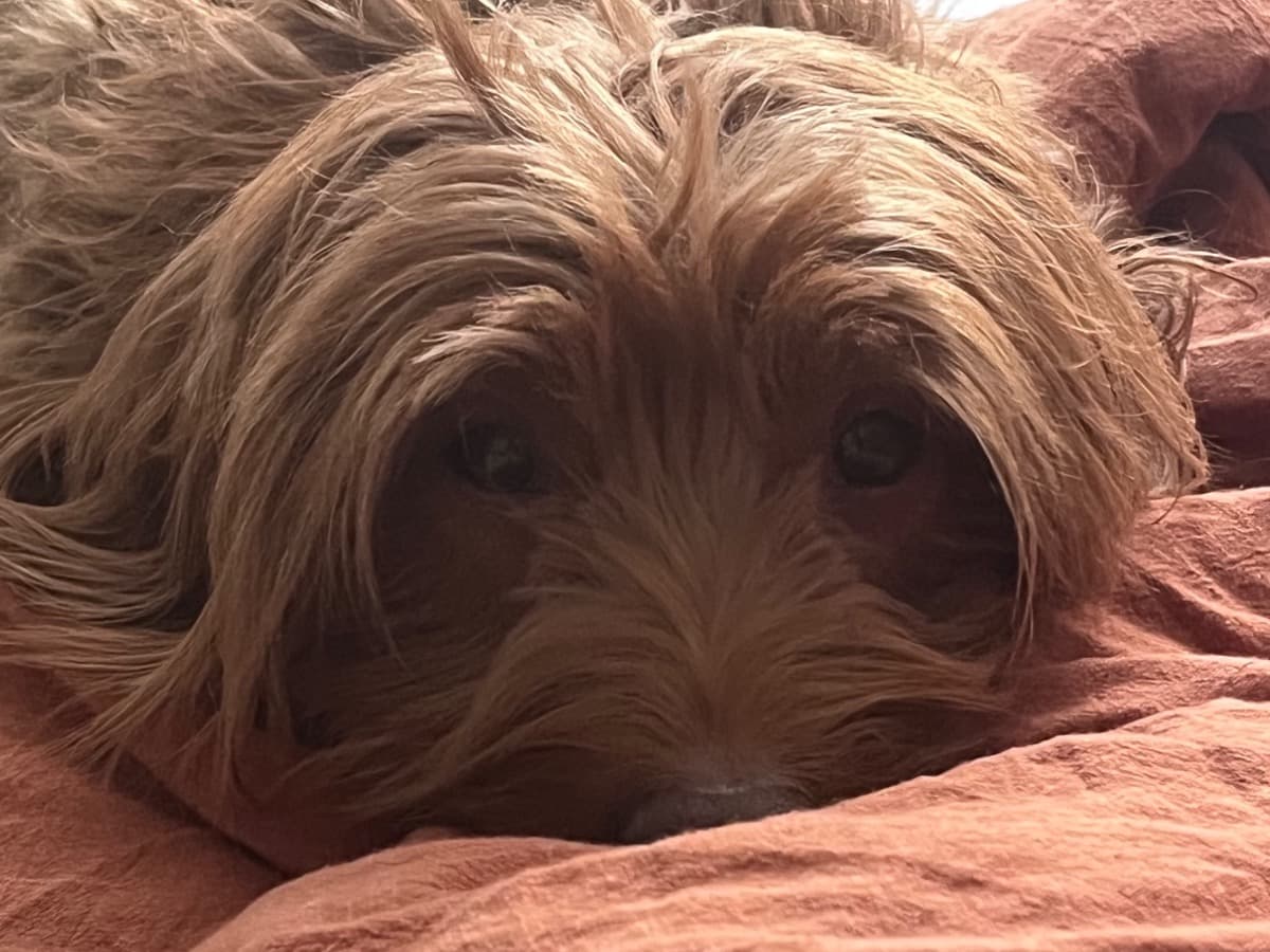 Mini Golden Doodle 6 years old female medium named shatzi for breeding in Austin, Texas | Petmeetly
