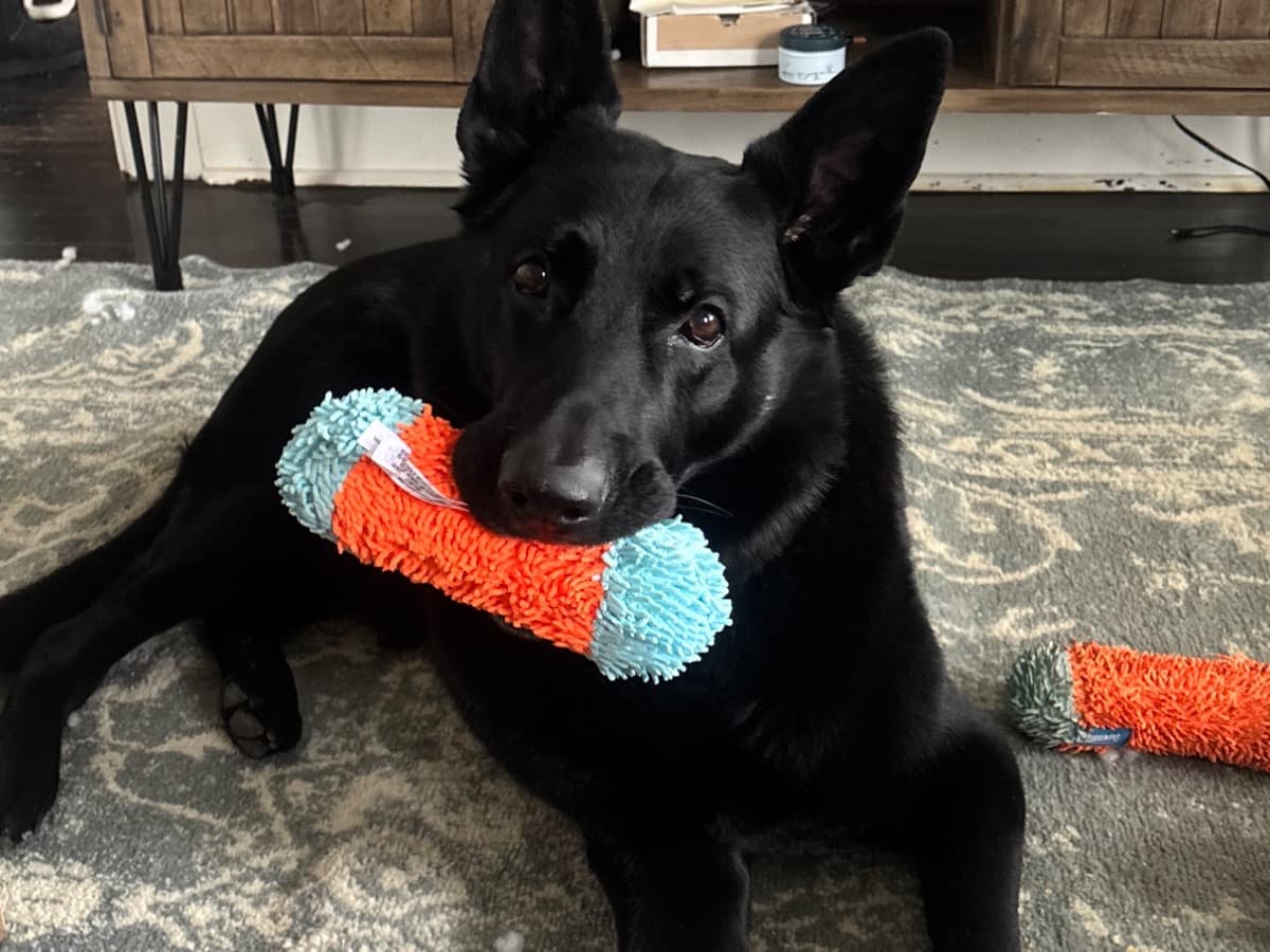 Black German Shepherd 7 years old male large named Trigger for breeding in Fairfield, Connecticut | Petmeetly