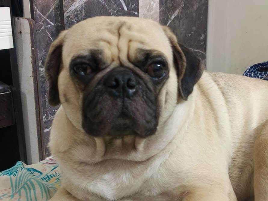 Pug 3 years 1 month old female medium named Tori for breeding in Chennai, Tamil Nadu | Petmeetly