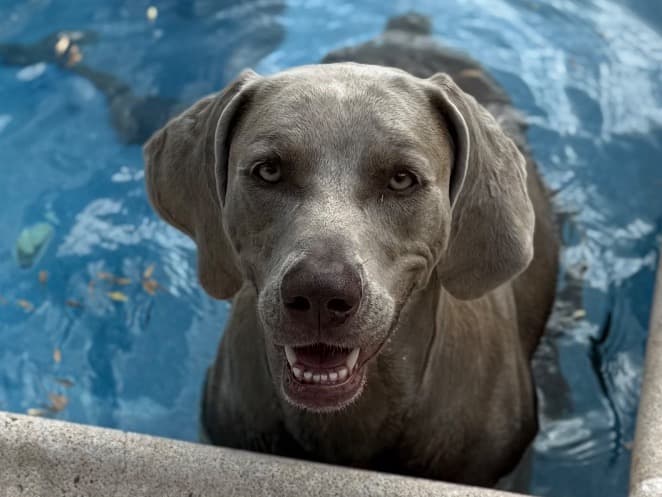 Weimaraner 5 years 8 months old female large named Pinky for breeding in McAllen, Texas | Petmeetly