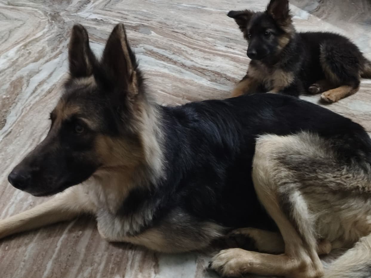 German Shepherd 5 years old female medium named Joney for breeding in Hyderabad, Telangana | Petmeetly
