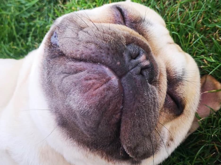 French Bulldog 6 years 3 months old male medium named lacky for breeding in Hockley, England | Petmeetly