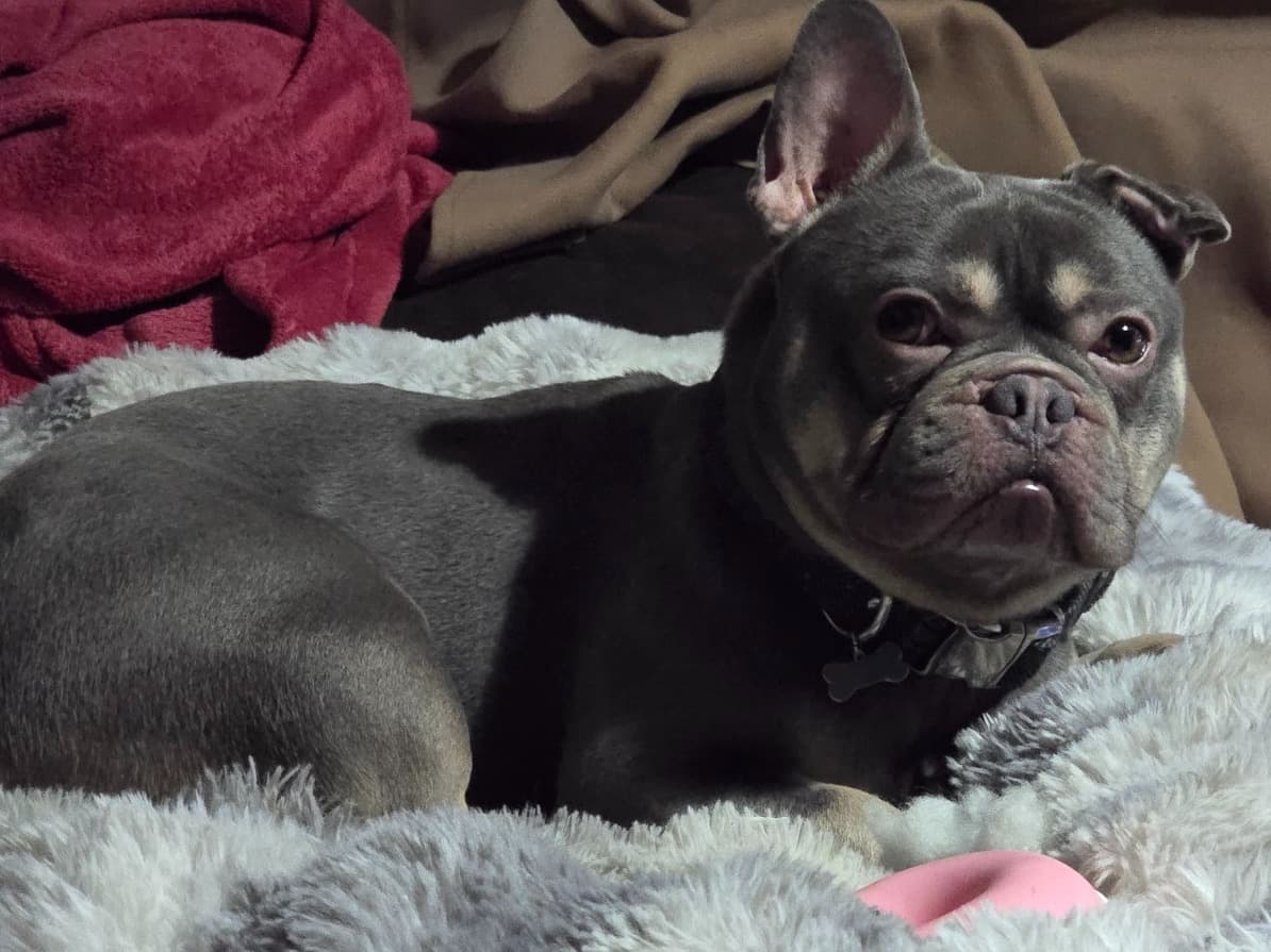 French Bulldog 2 years 11 months old male small named Rosco for breeding in Derby, England | Petmeetly