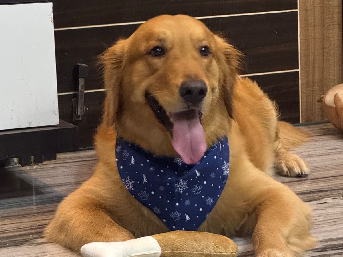 Golden Retriever 3 years 2 months old male large named Tyson for breeding in Ongole, Andhra Pradesh | Petmeetly