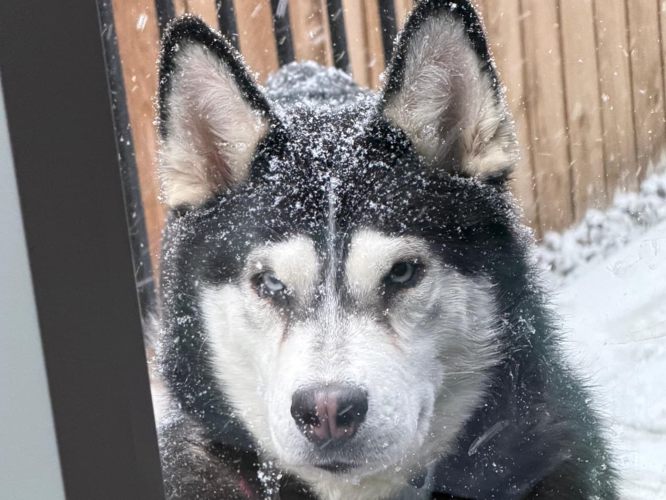 Siberian Husky 1 year 6 months old female medium named Hana for breeding in Aurora, Colorado | Petmeetly