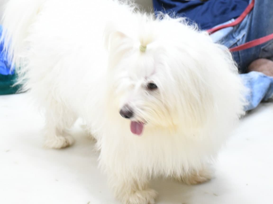 Pomeranian 2 years 6 months old female medium named nancy for breeding in Hyderabad, Telangana | Petmeetly