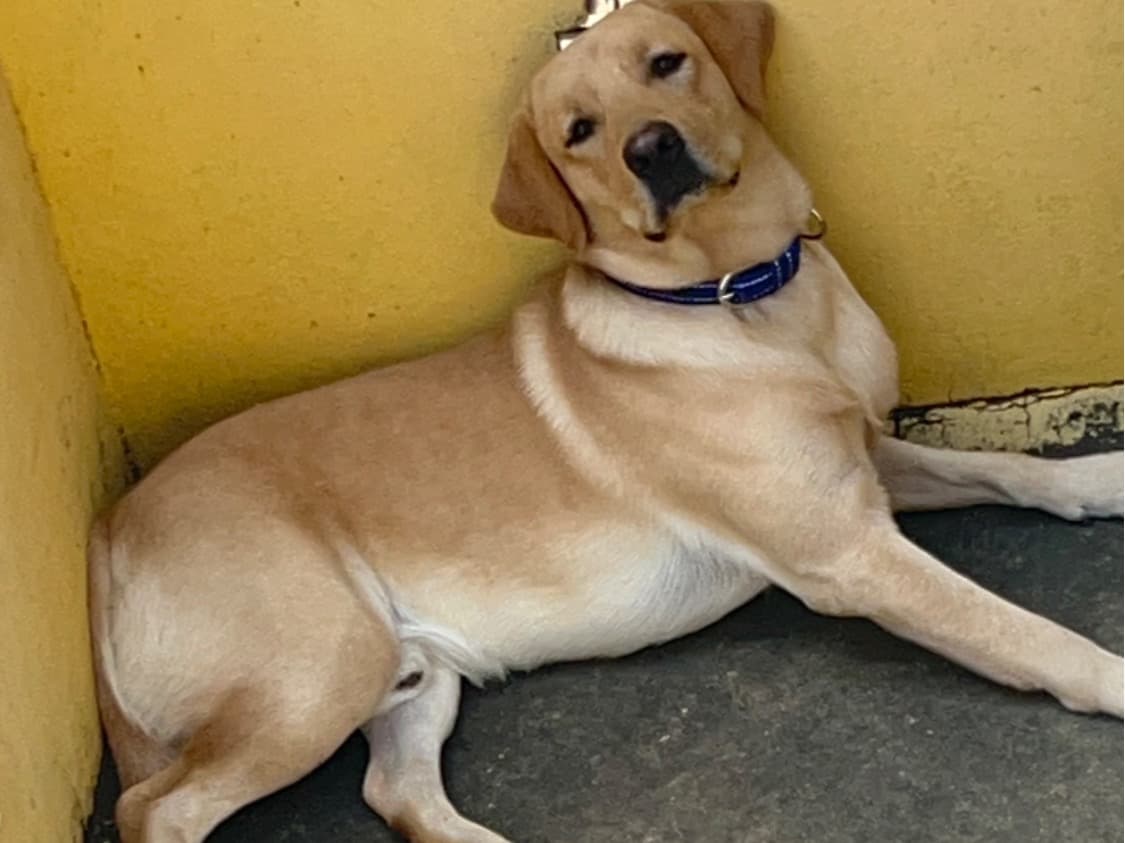 English Labrador Retriever 1 year 7 months old male large named Bruno for breeding in Vellore, Tamil Nadu | Petmeetly