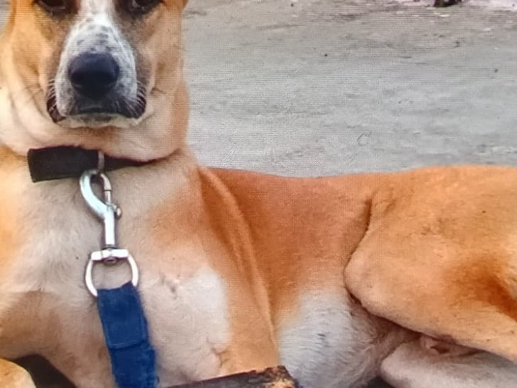 Afador 3 years 7 months old male large named shiro for breeding in Bengaluru, Karnataka | Petmeetly