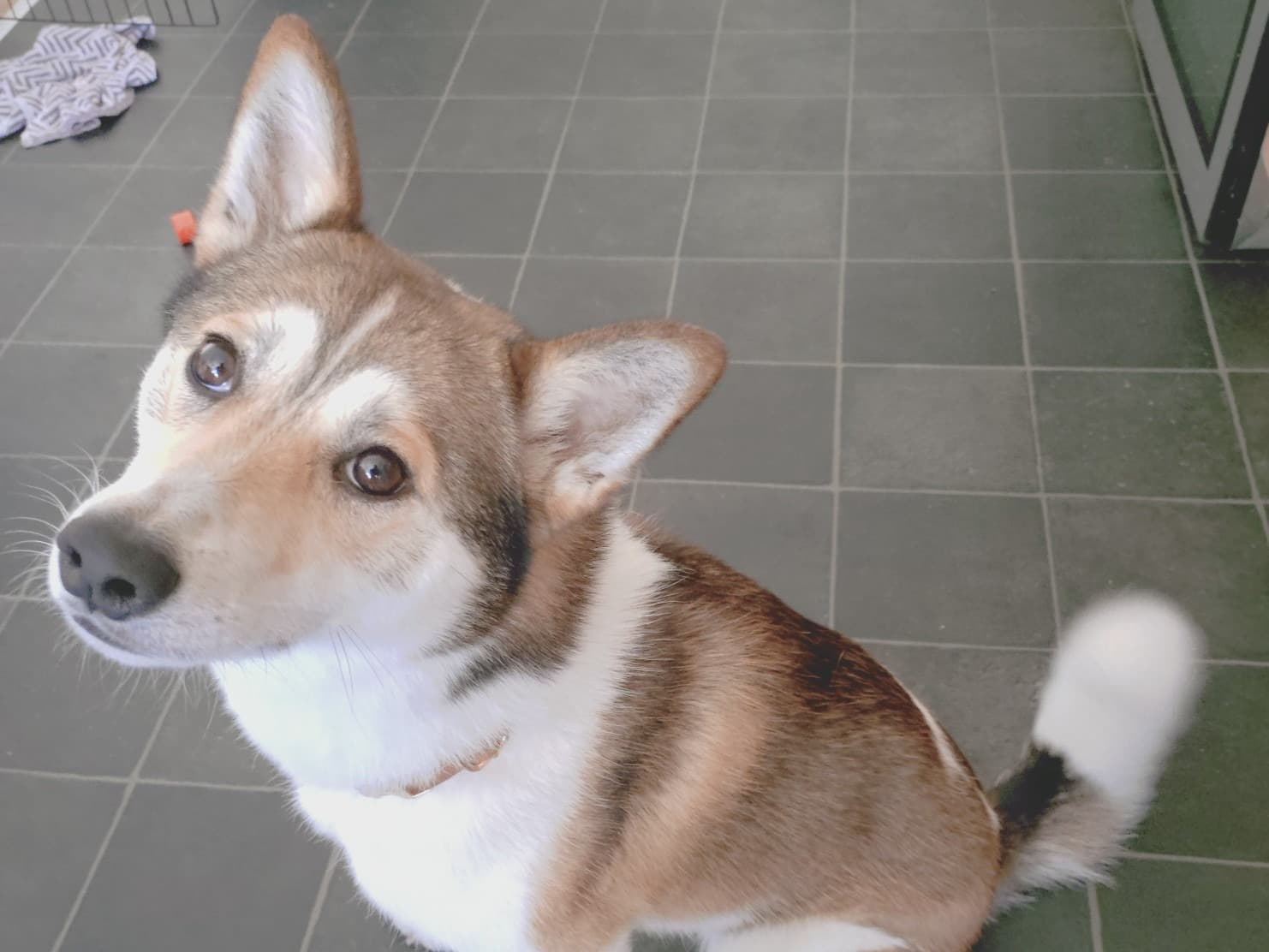 Shiba Inu 1 year 6 months old female medium named Suki for breeding in Newbury, England | Petmeetly