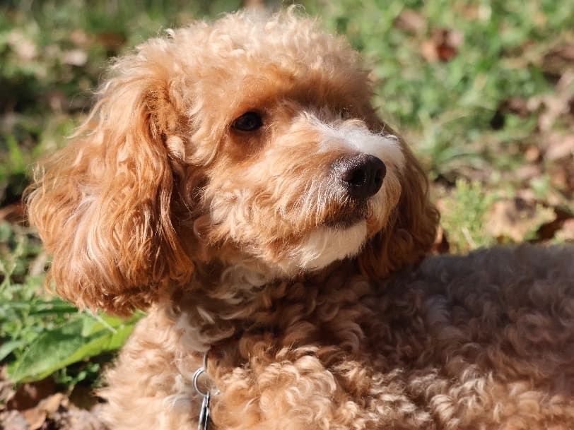 Mini Golden Doodle 2 years 2 months old male small named Peeve for breeding in Nicholasville, Kentucky | Petmeetly