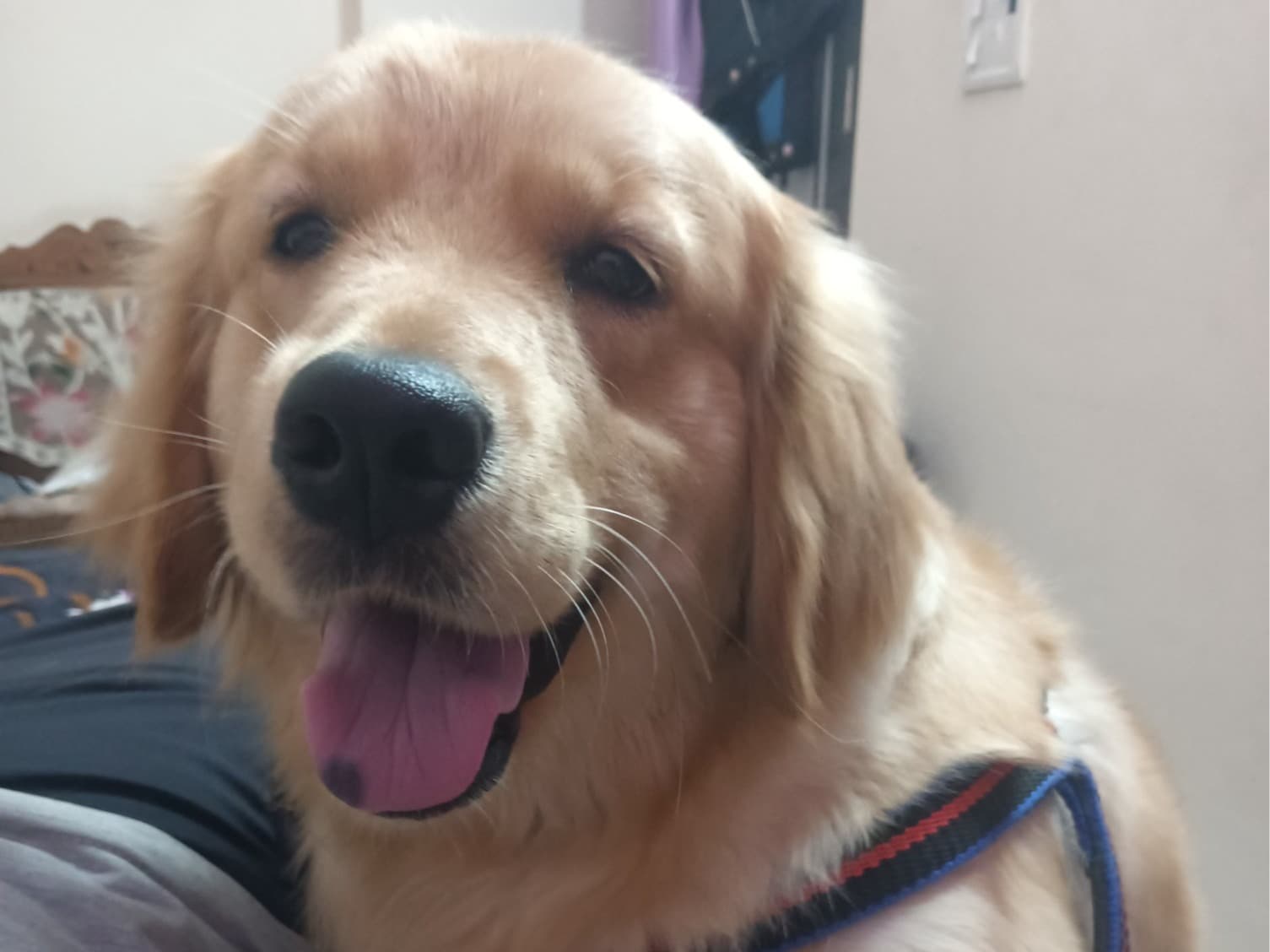 Golden Retriever 1 year 6 months old female large named Stella for breeding in New Delhi, Delhi | Petmeetly