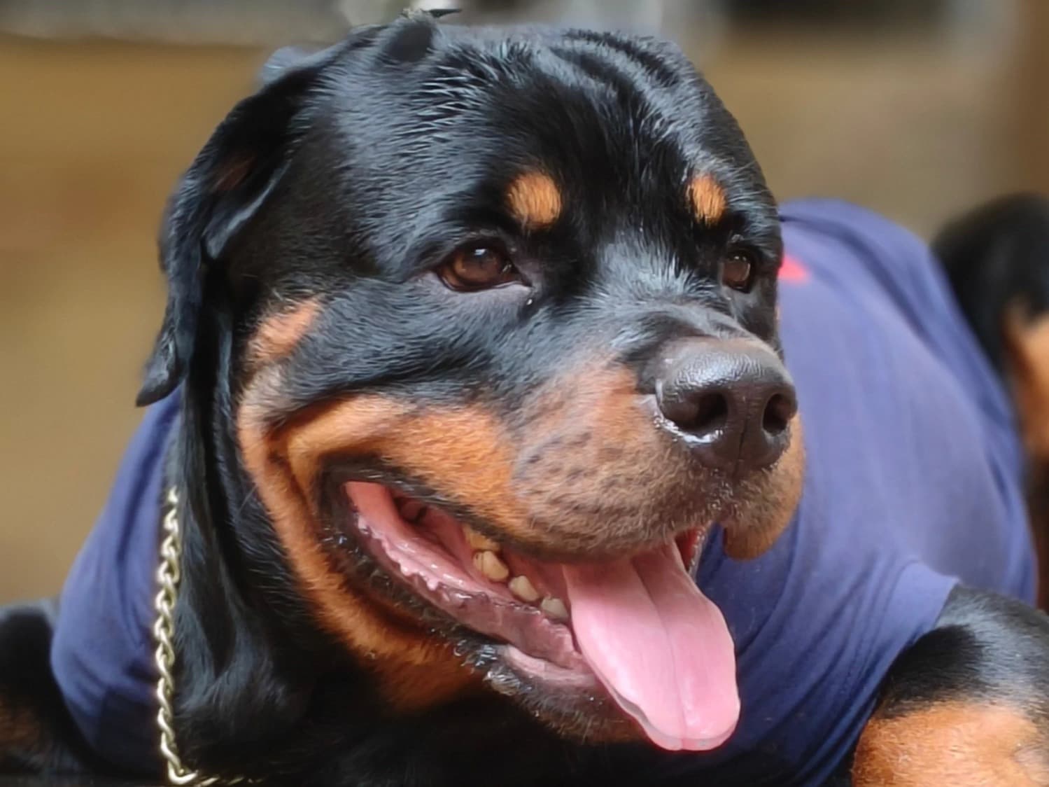 Rottweiler 1 year 11 months old male large named Nico for breeding in Mumbai, Maharashtra | Petmeetly
