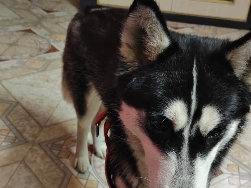 Husky 1 year 4 months old female medium named snohy for breeding in Damdama, Madhya Pradesh | Petmeetly