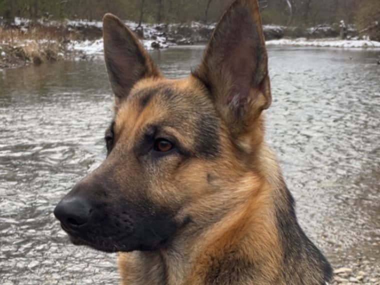 German Shepherd 2 years old male large named Zeus for breeding in Miamisburg, Ohio | Petmeetly