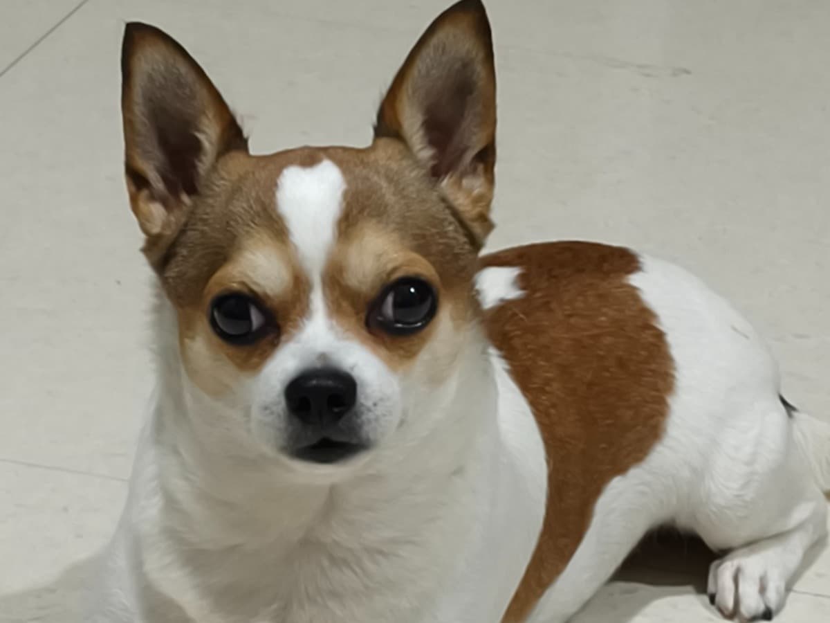 Chihuahua 3 years 7 months old male small named Milo for breeding in Ekachalia, Odisha | Petmeetly