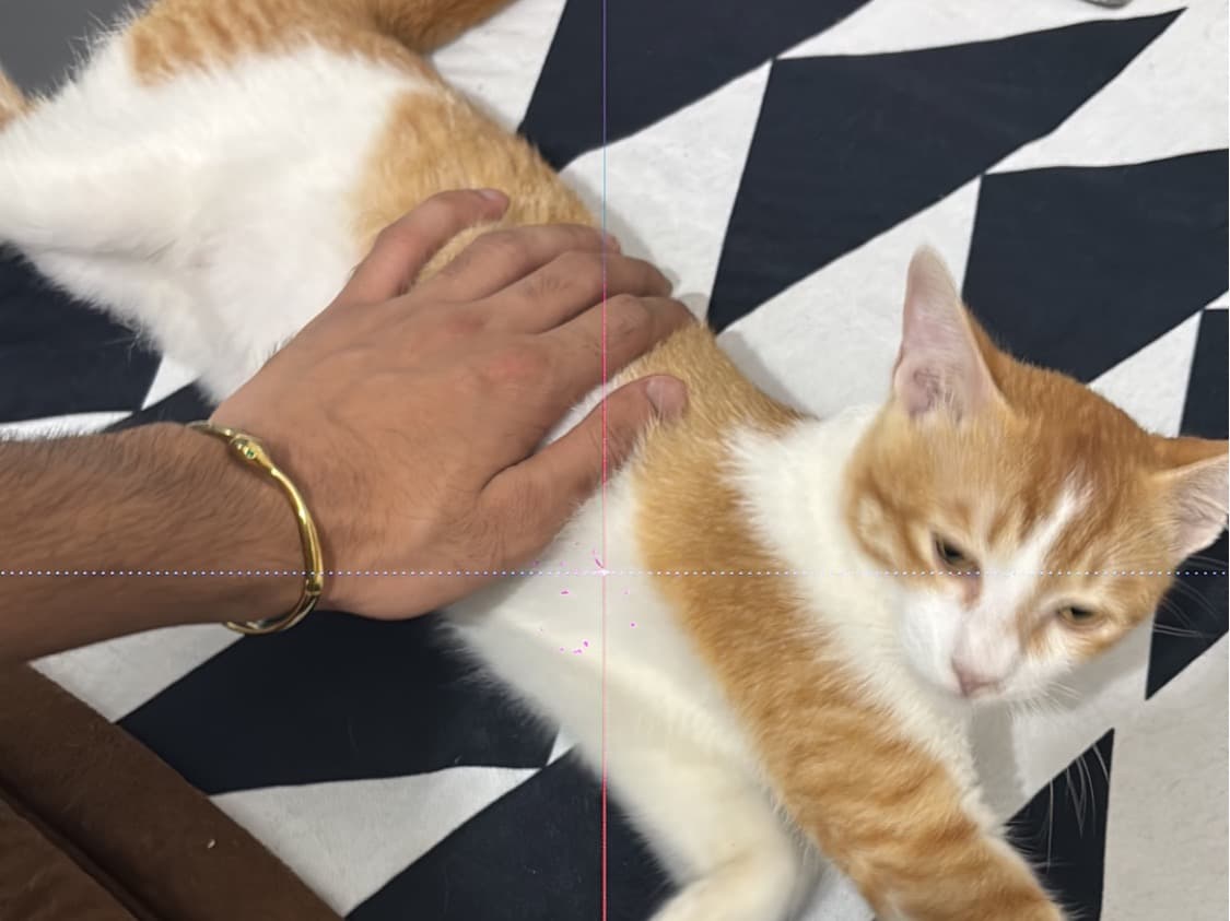 Domestic Shorthair 1 year 1 month old male named milo for breeding in Navi Mumbai, Maharashtra | Petmeetly