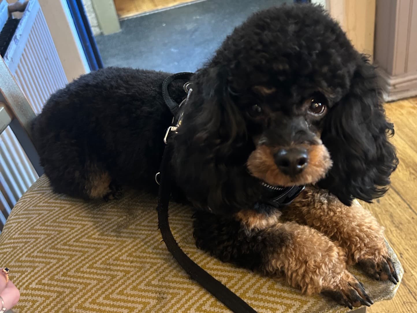 Toy Poodle 1 year old male small named enzo for breeding in Worthing, England | Petmeetly