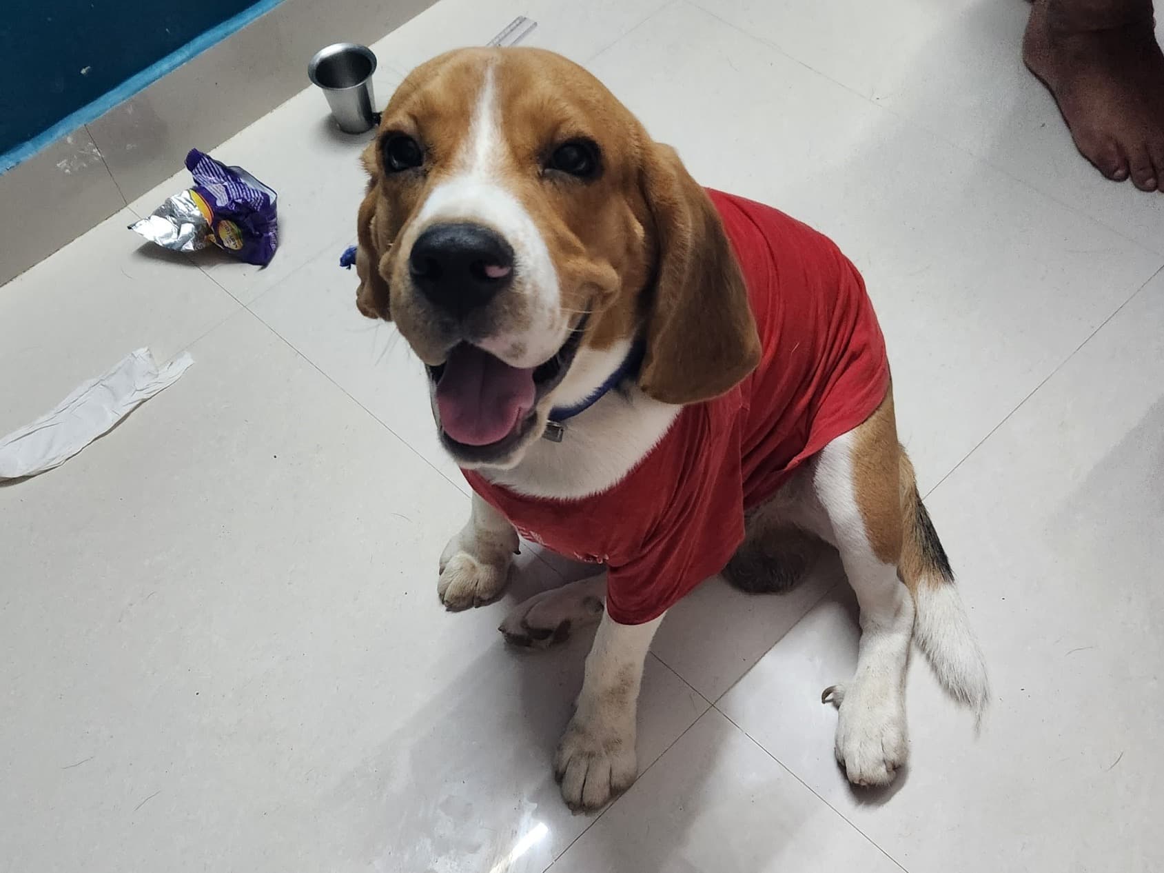 Beagle 5 years old male medium named Rambo for breeding in Urapakkam, Tamil Nadu | Petmeetly