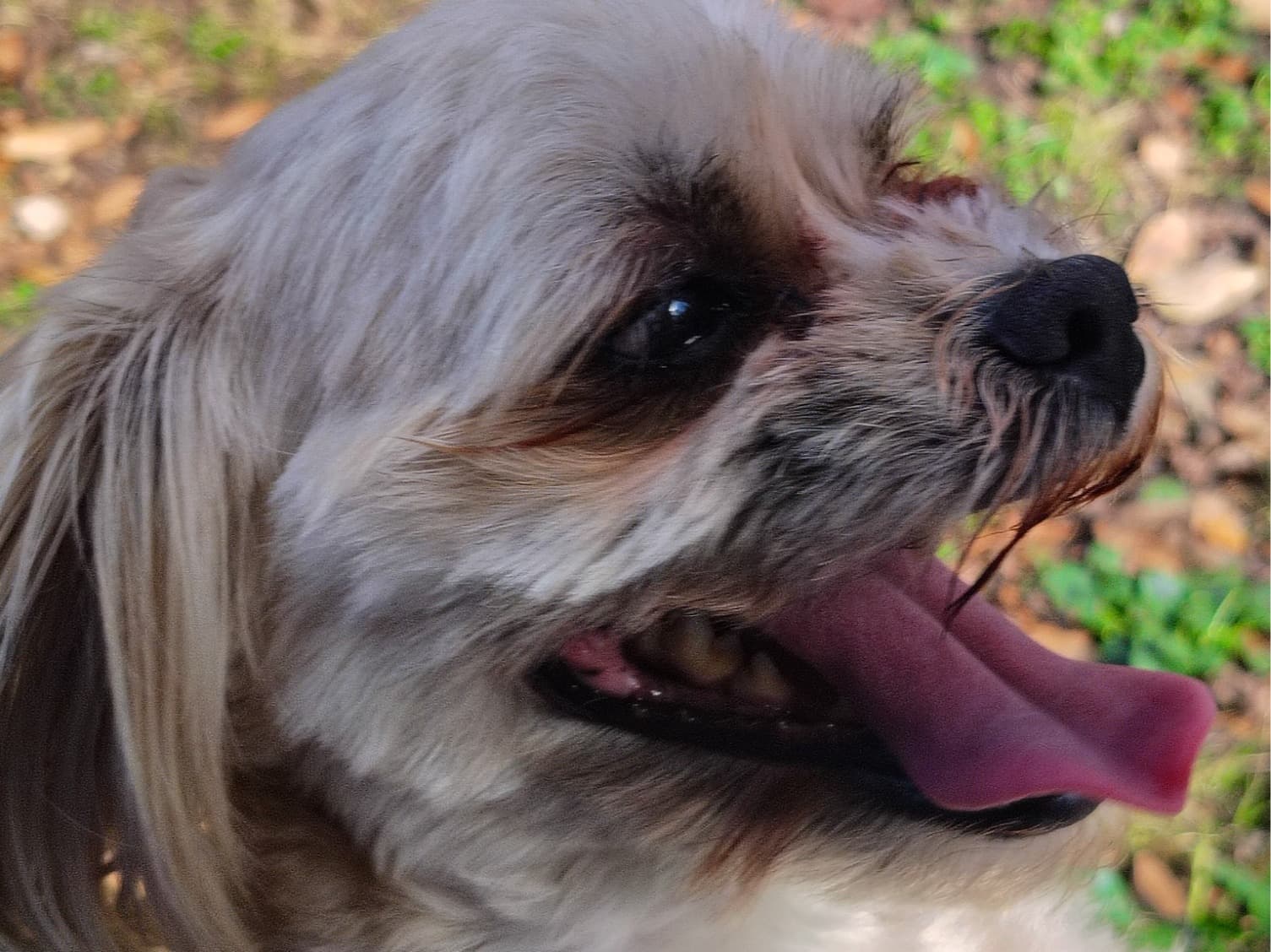 Cockapoo 3 years old male small named Melo for breeding in Clayton, North Carolina | Petmeetly