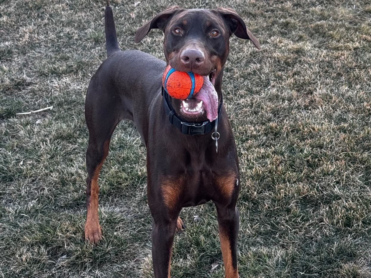 Doberman 2 years old male large named Dante for breeding in Salt Lake City, Utah | Petmeetly