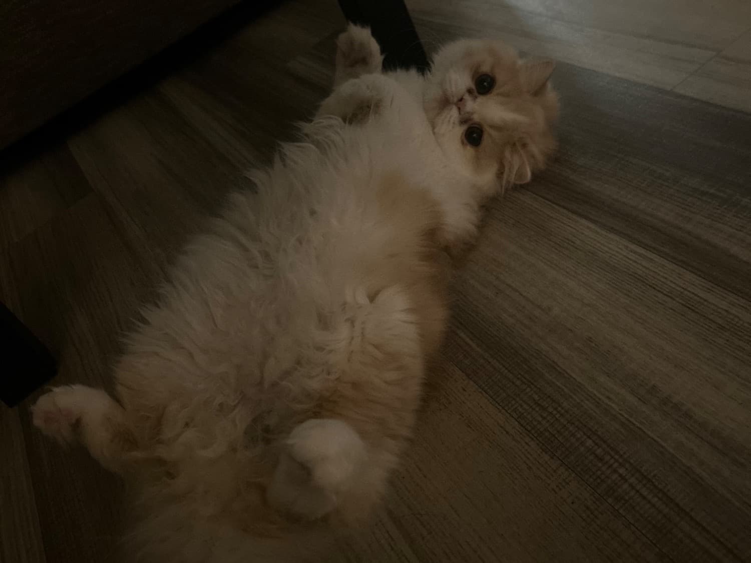 Persian 1 year old female named kuku for breeding in San Diego, California | Petmeetly