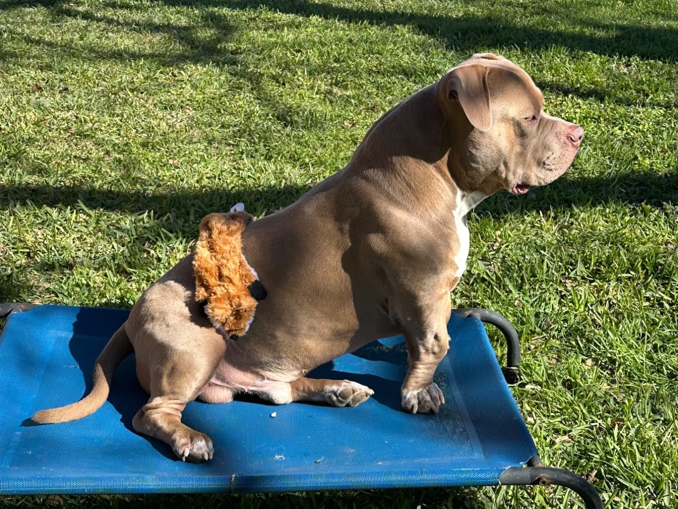 American Bully 5 years 1 month old male large named Hooch for breeding in Kansas City, Missouri | Petmeetly