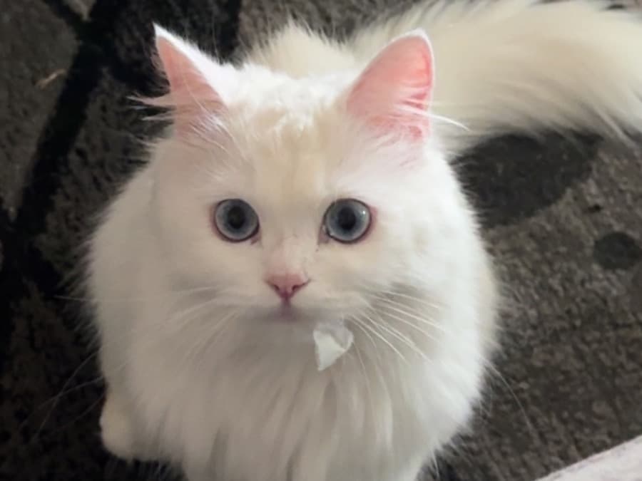 Persian 1 year 4 months old female named Pessy for breeding in El Cajon, California | Petmeetly