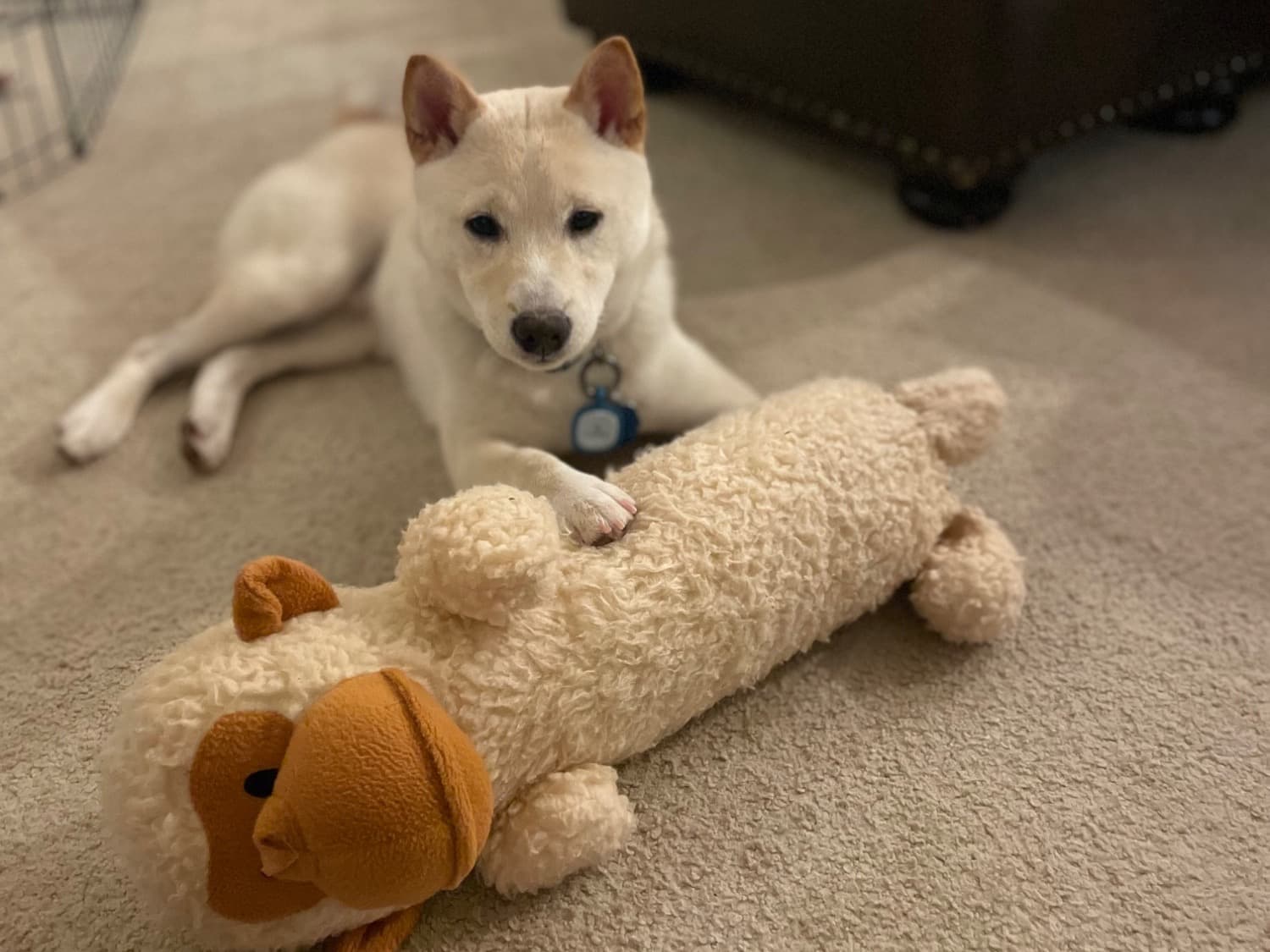 Shiba Inu 1 year 7 months old male medium named Rusty for breeding in Happy Valley, Oregon | Petmeetly