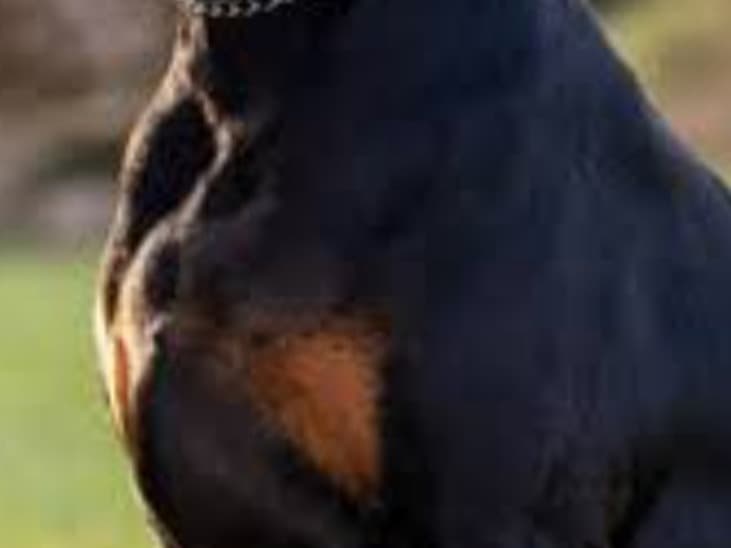 Doberman 5 years old male extra large named bruno for breeding in New Delhi, Delhi | Petmeetly
