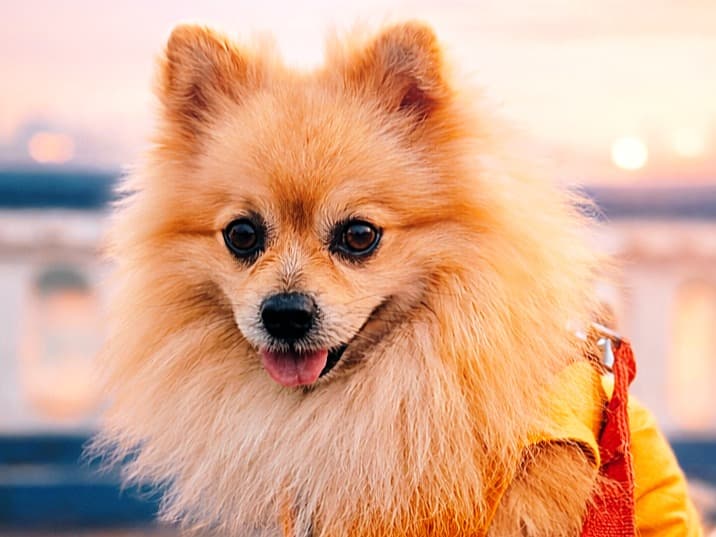 Pomeranian 5 years old male small named pom for breeding in Kolkata, West Bengal | Petmeetly