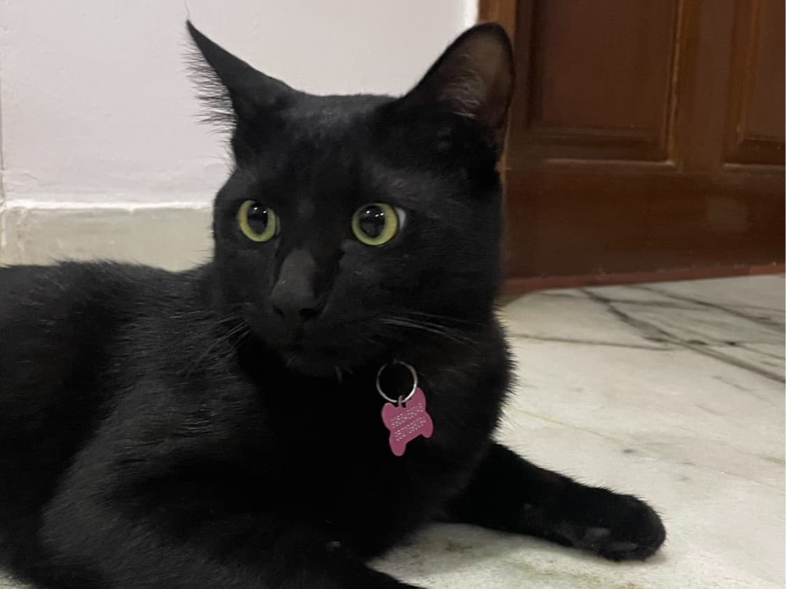 Bombay 1 year 1 month old male named Albert for breeding in Bengaluru, Karnataka | Petmeetly