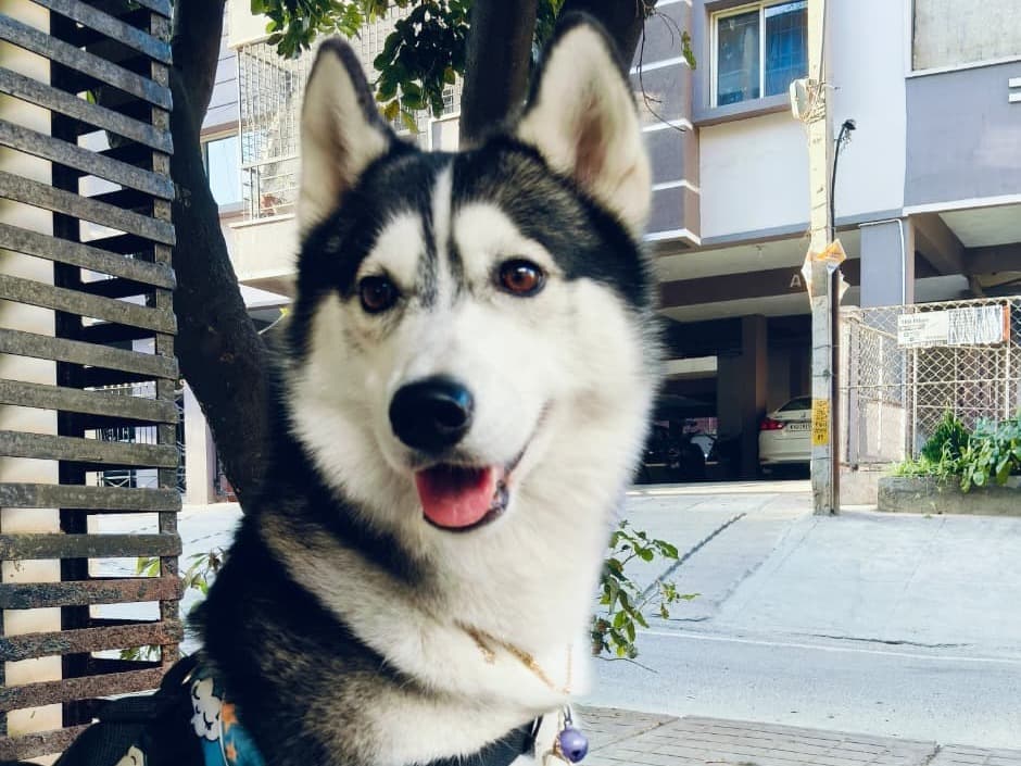 Siberian Husky 3 years 1 month old female medium named bella for breeding in Bengaluru, Karnataka | Petmeetly