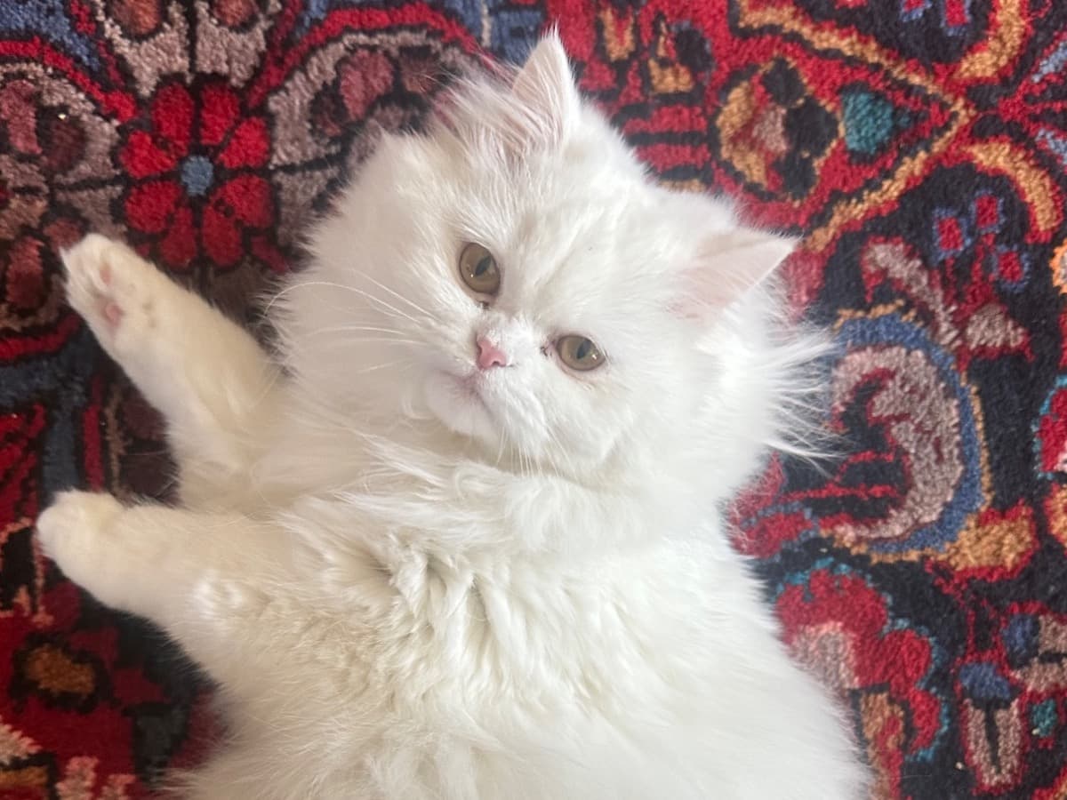 Persian 1 year old female named Crystal for breeding in West Springfield, Virginia | Petmeetly