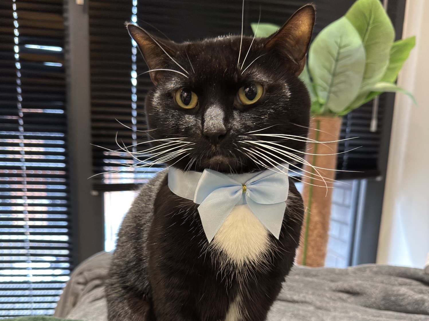 British Shorthair 6 years old male named Cristiano for breeding in Greater Manchester, England | Petmeetly