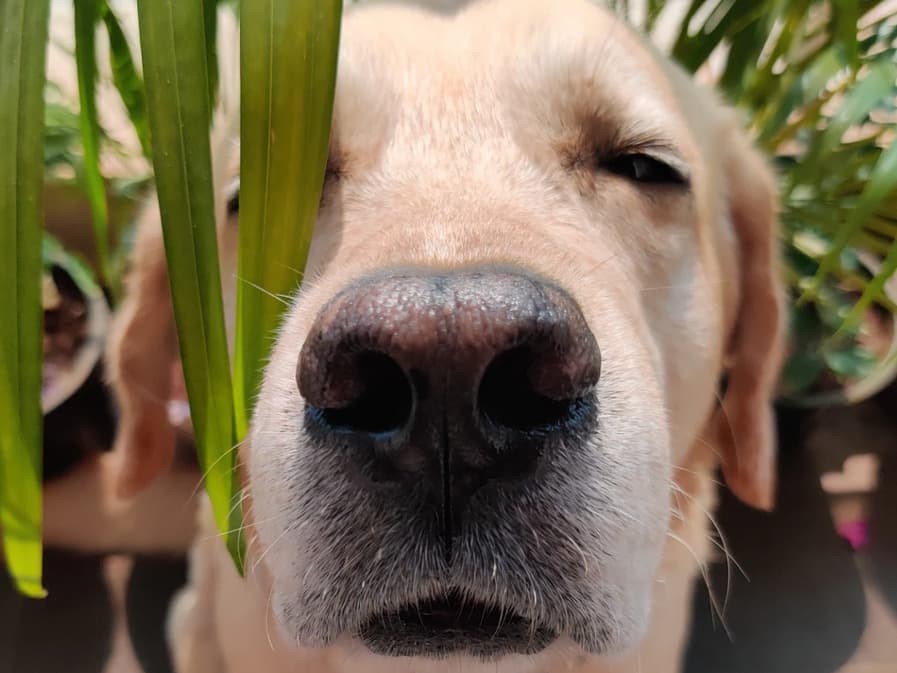 English Golden Retriever 5 years old male large named Casper for breeding in Mumbai, Maharashtra | Petmeetly