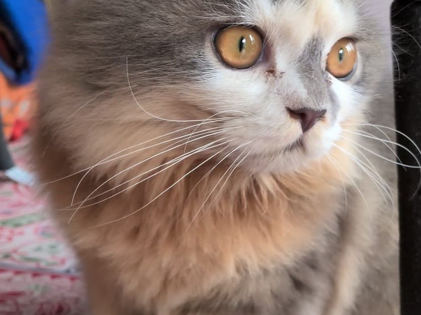 Persian 1 year old male named Haloom for breeding in Kolkata, West Bengal | Petmeetly