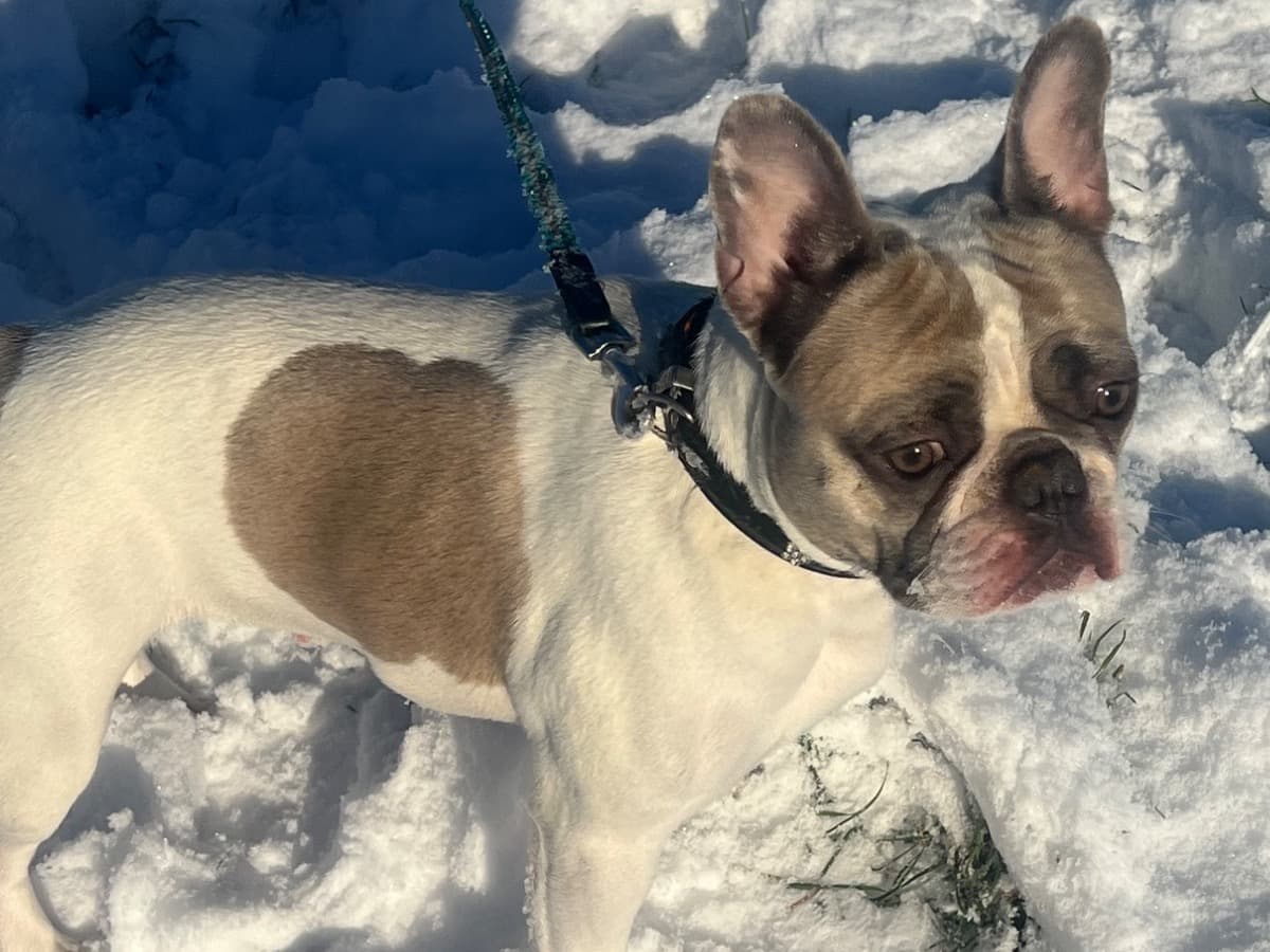 French Bulldog 2 years old female medium named Chapita for breeding in Stoke-on-Trent, England | Petmeetly