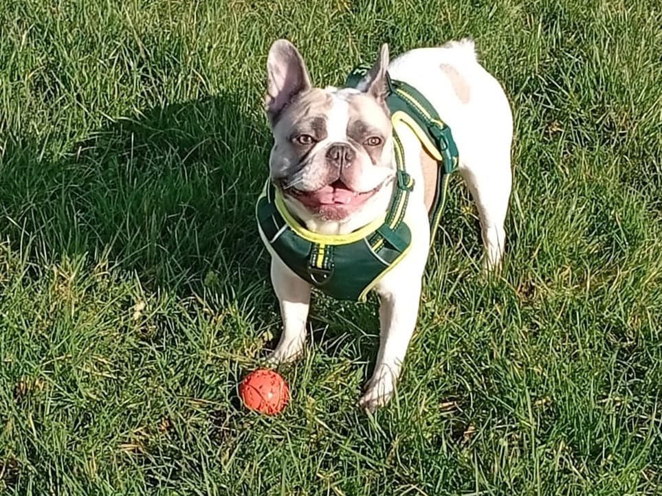 French Bulldog 2 years old female medium named Chapita for breeding in Stoke-on-Trent, England | Petmeetly