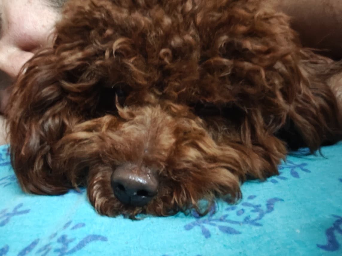 Poodle 1 year 11 months old female small named coco for breeding in New Delhi, Delhi | Petmeetly
