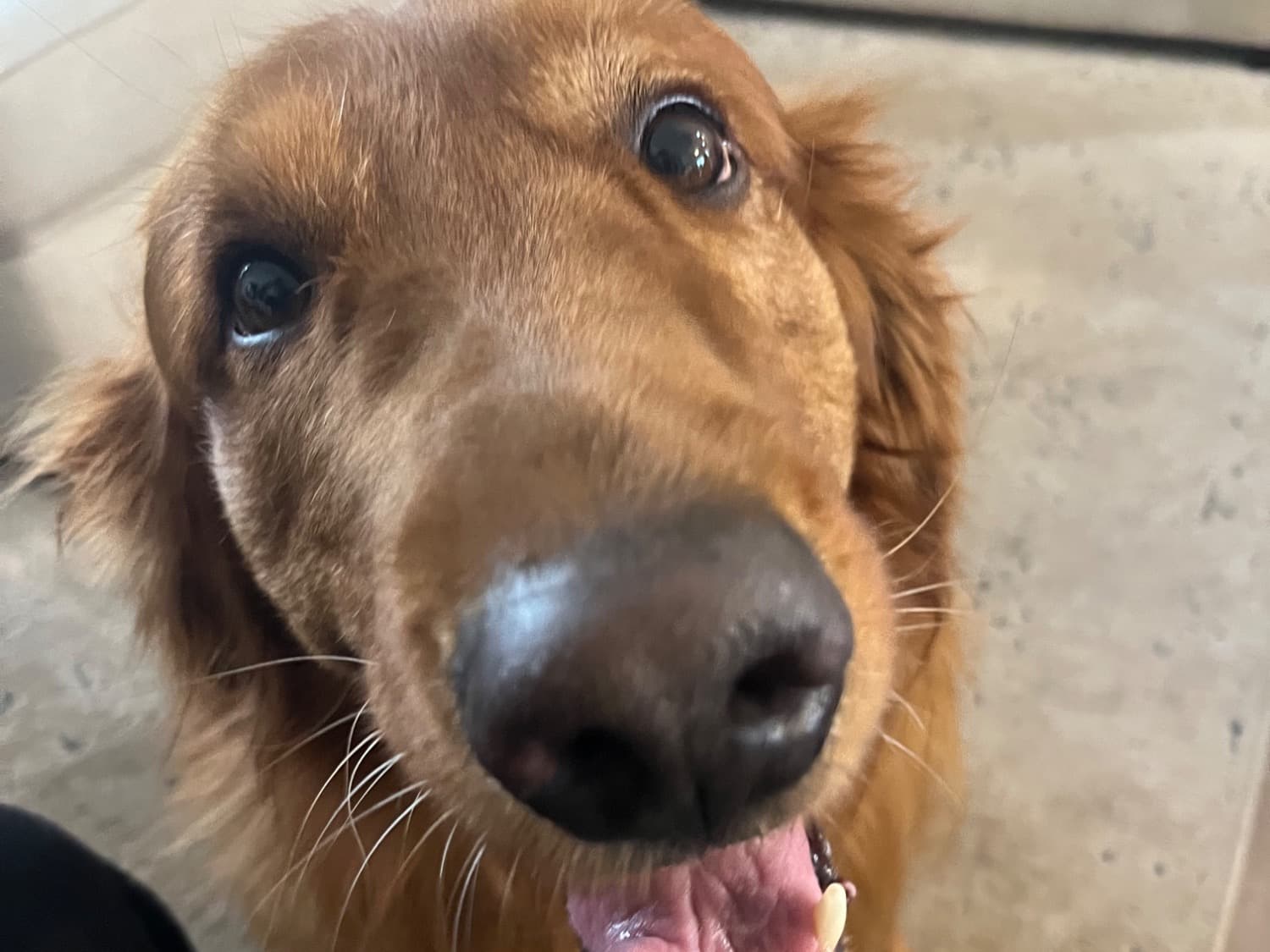 Golden Retriever 8 years 1 month old male large named Toby for breeding in Port St. Lucie, Florida | Petmeetly