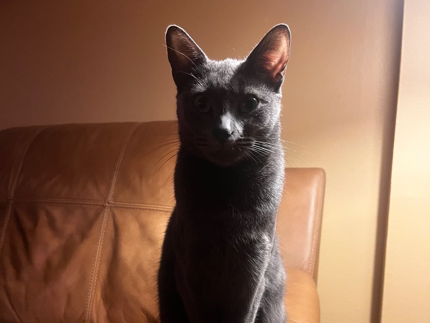 Russian Blue 1 year 10 months old female named blue for breeding in new jersey, New Jersey | Petmeetly