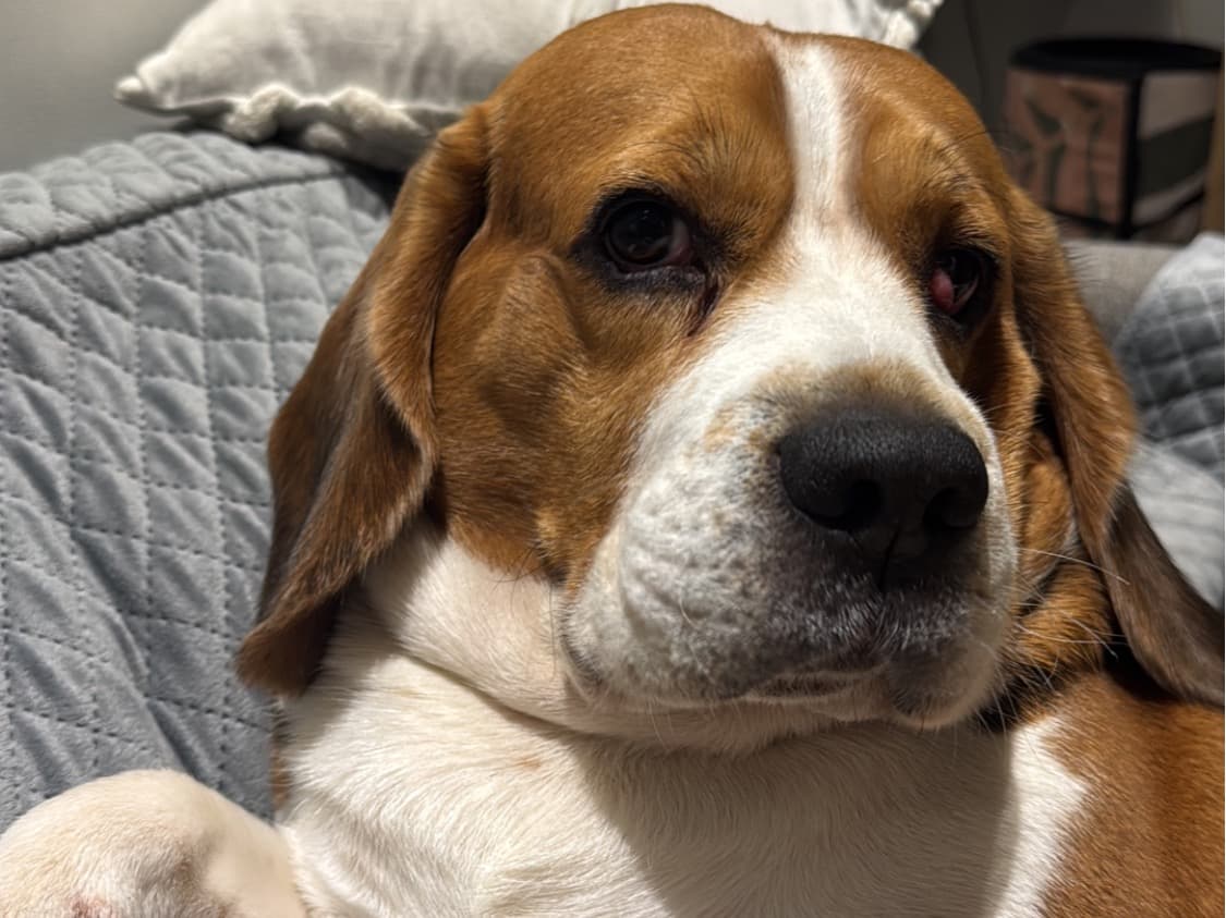 Beagle 3 years 6 months old male large named Dollar for breeding in Kolkata, West Bengal | Petmeetly